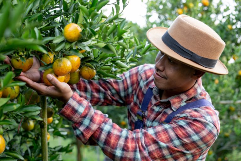 Fruit Picker Jobs with Visa Sponsorship